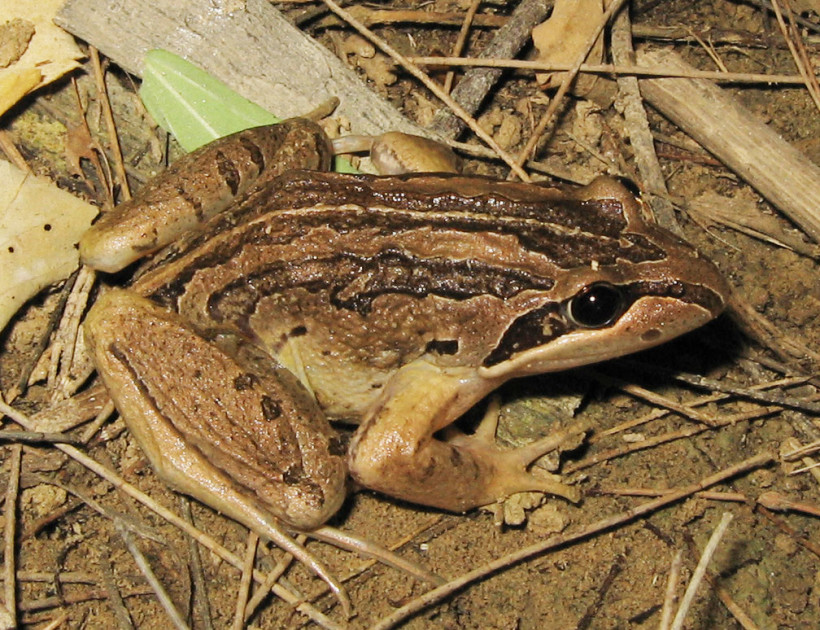 Striped marsh frog Frankston Nature Conservation Reserve