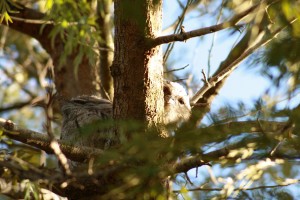Tawny Frogmouth family photo courtesy of local resident Alan 