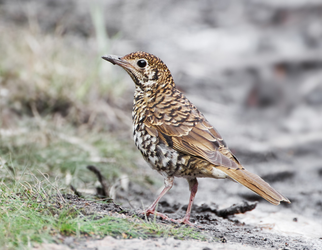 bassain-thrush - Frankston Nature Conservation Reserve