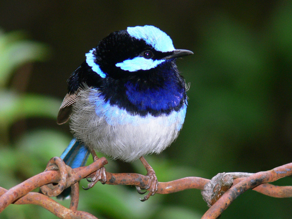 blue-wren - Frankston Nature Conservation Reserve