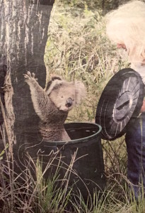 Koala released back into FNCR